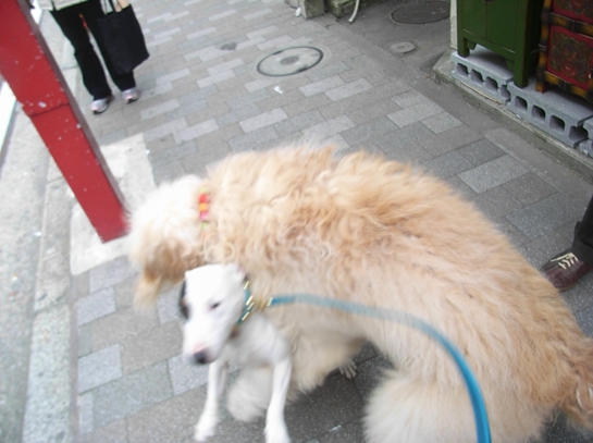 Puppy in Yokohama20.JPG