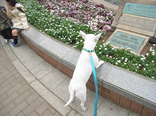 Puppy in Yokohama26.JPG