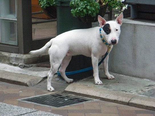 Puppy in Yokohama33.JPG