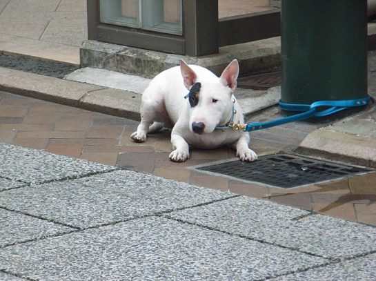 Puppy in Yokohama34.JPG