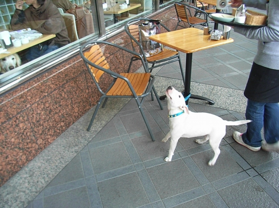 Puppy in Yokohama45.JPG