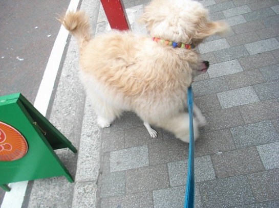 Puppy in Yokohama19.JPG